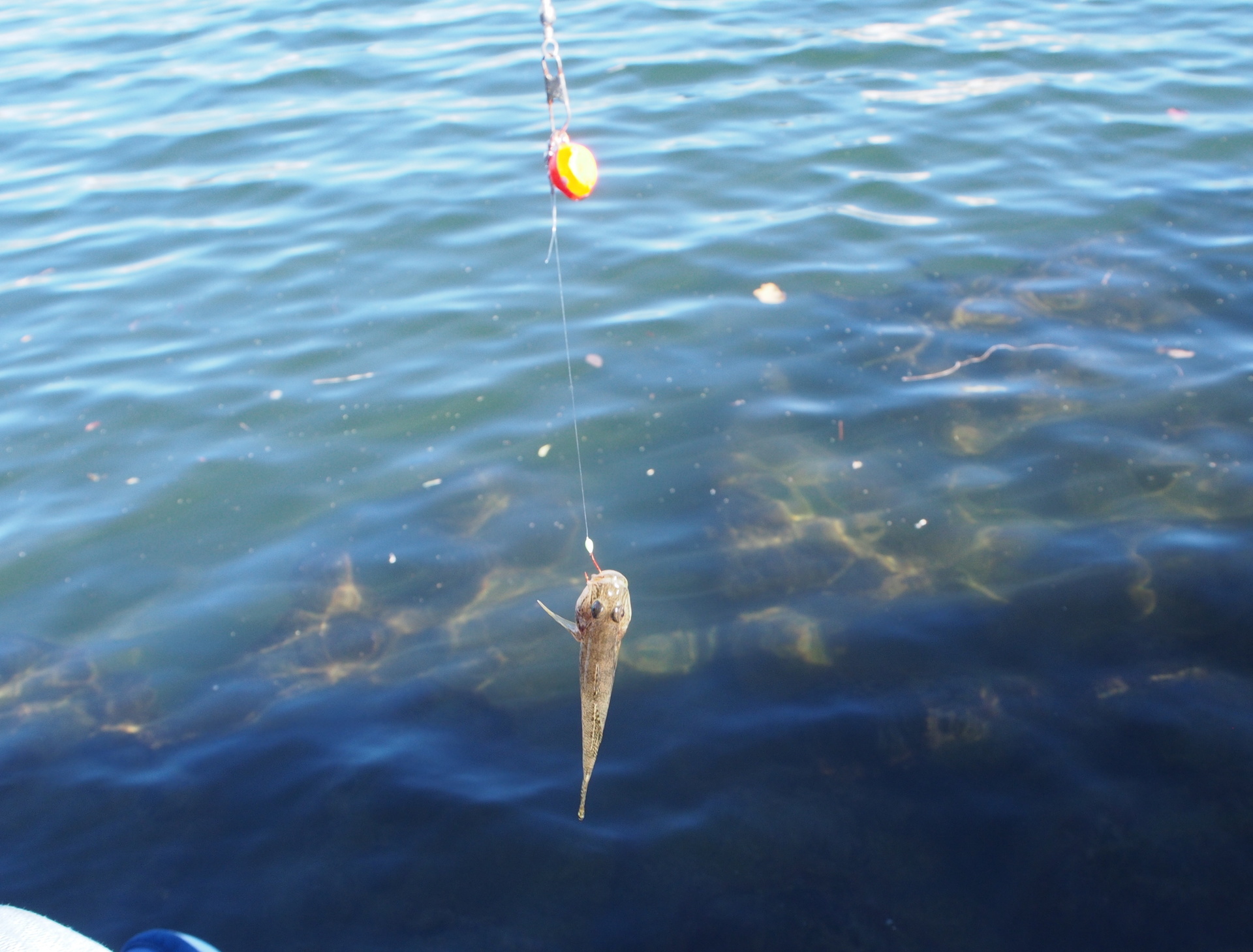 旧中川でハゼ釣り 湾奥ボウズjunk